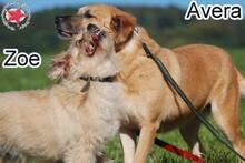 AVERA, Hund, Mischlingshund in Donzdorf - Bild 4