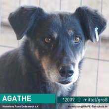 AGATHE, Hund, Mischlingshund in Rumänien - Bild 1