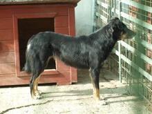 AGATHE, Hund, Mischlingshund in Rumänien - Bild 10