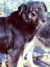 AGATHE, Hund, Mischlingshund in Rumänien - Bild 12