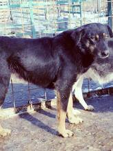 AGATHE, Hund, Mischlingshund in Rumänien - Bild 13