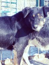 AGATHE, Hund, Mischlingshund in Rumänien - Bild 14