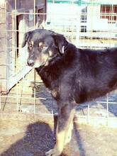 AGATHE, Hund, Mischlingshund in Rumänien - Bild 15
