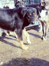 AGATHE, Hund, Mischlingshund in Rumänien - Bild 16