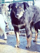 AGATHE, Hund, Mischlingshund in Rumänien - Bild 18