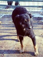 AGATHE, Hund, Mischlingshund in Rumänien - Bild 19