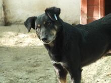 AGATHE, Hund, Mischlingshund in Rumänien - Bild 2