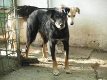 AGATHE, Hund, Mischlingshund in Rumänien - Bild 3