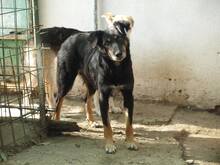 AGATHE, Hund, Mischlingshund in Rumänien - Bild 4