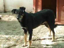AGATHE, Hund, Mischlingshund in Rumänien - Bild 5
