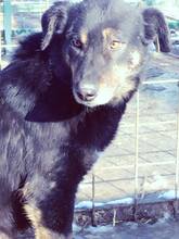 AGATHE, Hund, Mischlingshund in Rumänien - Bild 6