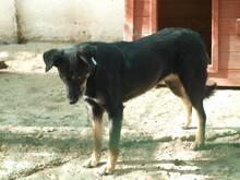 AGATHE, Hund, Mischlingshund in Rumänien - Bild 7