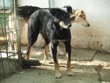 AGATHE, Hund, Mischlingshund in Rumänien - Bild 8
