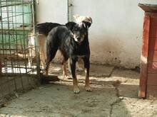 AGATHE, Hund, Mischlingshund in Rumänien - Bild 9