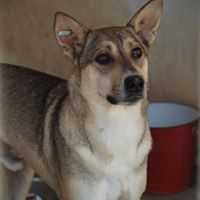 BASIL, Hund, Mischlingshund in Rumänien - Bild 1