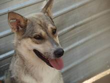 BASIL, Hund, Mischlingshund in Rumänien - Bild 10