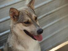 BASIL, Hund, Mischlingshund in Rumänien - Bild 11