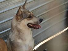 BASIL, Hund, Mischlingshund in Rumänien - Bild 12