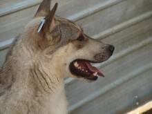 BASIL, Hund, Mischlingshund in Rumänien - Bild 14