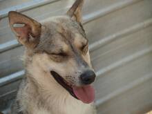 BASIL, Hund, Mischlingshund in Rumänien - Bild 15