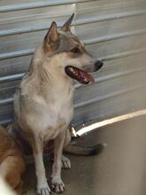 BASIL, Hund, Mischlingshund in Rumänien - Bild 16