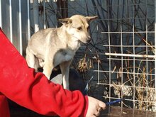 BASIL, Hund, Mischlingshund in Rumänien - Bild 18