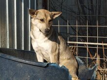 BASIL, Hund, Mischlingshund in Rumänien - Bild 19
