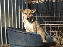 BASIL, Hund, Mischlingshund in Rumänien - Bild 20