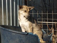 BASIL, Hund, Mischlingshund in Rumänien - Bild 21