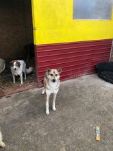 BASIL, Hund, Mischlingshund in Rumänien - Bild 22