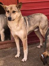 BASIL, Hund, Mischlingshund in Rumänien - Bild 24