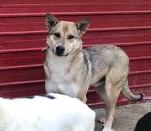 BASIL, Hund, Mischlingshund in Rumänien - Bild 25