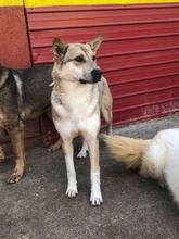 BASIL, Hund, Mischlingshund in Rumänien - Bild 26