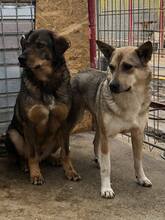 BASIL, Hund, Mischlingshund in Rumänien - Bild 27