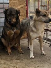 BASIL, Hund, Mischlingshund in Rumänien - Bild 28