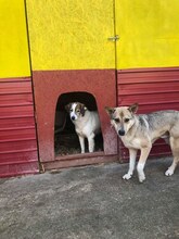 BASIL, Hund, Mischlingshund in Rumänien - Bild 29