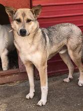 BASIL, Hund, Mischlingshund in Rumänien - Bild 30