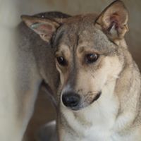 BASIL, Hund, Mischlingshund in Rumänien - Bild 5