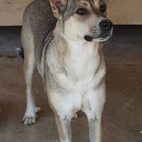 BASIL, Hund, Mischlingshund in Rumänien - Bild 6