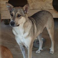 BASIL, Hund, Mischlingshund in Rumänien - Bild 7