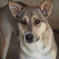 BASIL, Hund, Mischlingshund in Rumänien - Bild 8