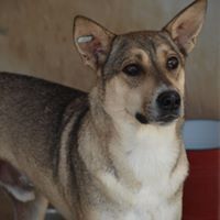 BASIL, Hund, Mischlingshund in Rumänien - Bild 9
