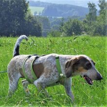 ALMA, Hund, Mischlingshund in Gerolstein - Bild 3
