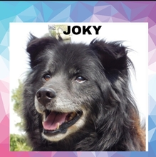 JOKY, Hund, Mischlingshund in Slowakische Republik - Bild 1