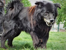 JOKY, Hund, Mischlingshund in Slowakische Republik - Bild 2