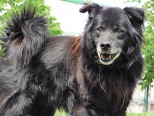 JOKY, Hund, Mischlingshund in Slowakische Republik - Bild 3
