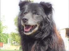 JOKY, Hund, Mischlingshund in Slowakische Republik - Bild 5