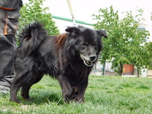 JOKY, Hund, Mischlingshund in Slowakische Republik - Bild 6