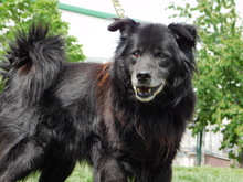 JOKY, Hund, Mischlingshund in Slowakische Republik - Bild 7