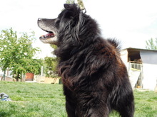 JOKY, Hund, Mischlingshund in Slowakische Republik - Bild 8